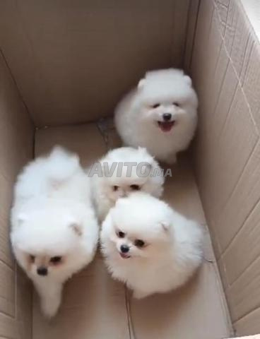 spitz nain loulou de pomeranie 