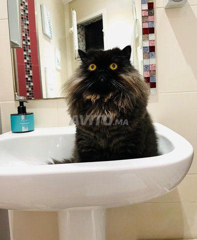 très beau chat adulte persan
