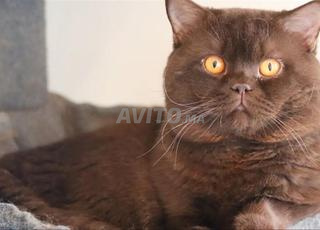 Scottish chocolat accoupplement