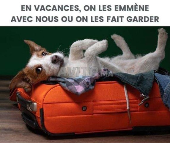 GARDE ANIMAUX AVEC GRANDS SOINS