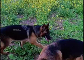 Femelle berger allemand 