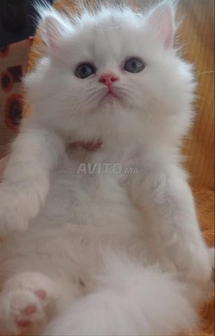persan chinchilla pure race 