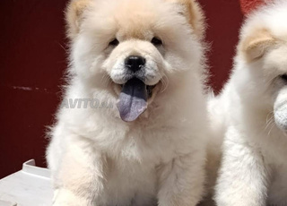 Chiots adorables à vendre