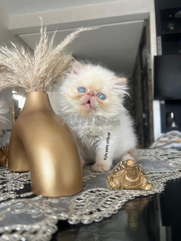 chaton race persan bon prix