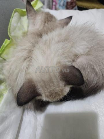 couple siamos original bien dresse