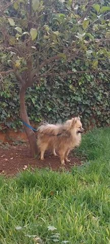 male spitz