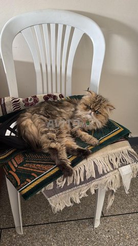 Jeune chat femelle persan