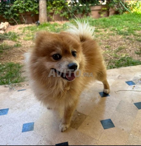 spitz nain 