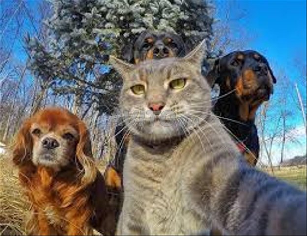 PENSION  COMPLETE  POUR  VOTRE  CHAT ET  CHIEN