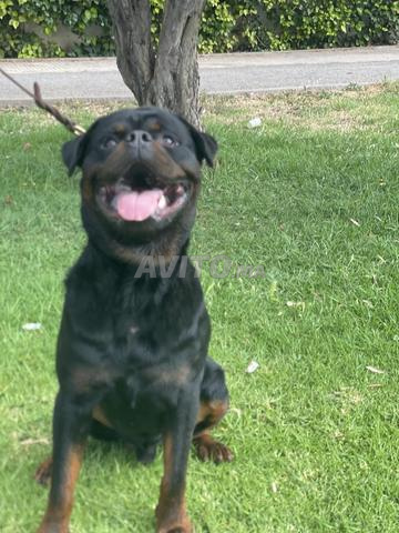 Rottweiller male 1 ans - 2