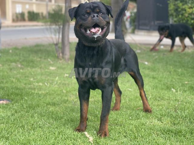 Rottweiller male 1 ans