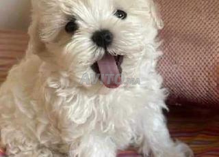bichon maltais 