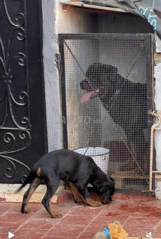 chiots Rottweiler pure race les parents pédigrées