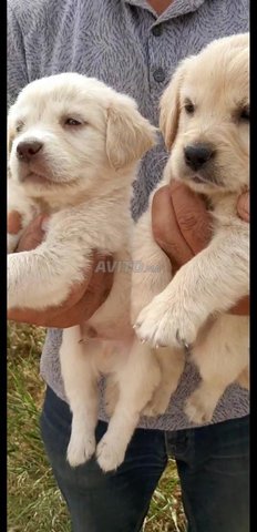 chiot golden