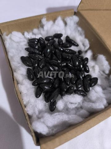 لوبان روزا حر رائحة طيبة قوية 