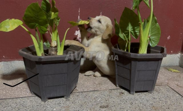Labrador retriever