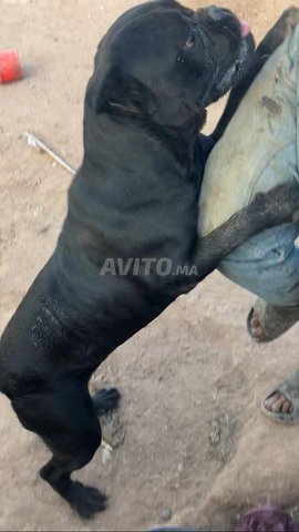 femell cane corso 8 moi