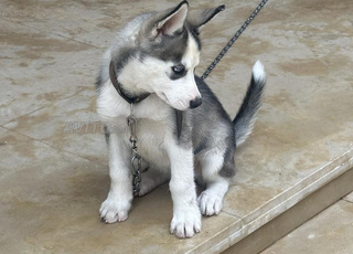 Baby husky