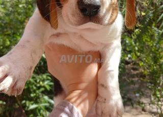 Chiot Beagle 