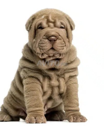 Shar pei mâle 3 mois et demi 