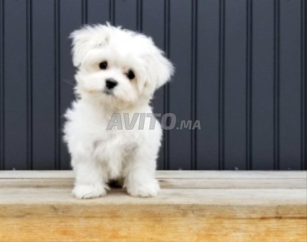 Bichon maltais nain blanc comme neige 