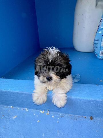 PUPPY SHIH TZU NAIN - 2
