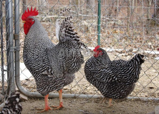 بيض مخصب لدجاج الامريكي Amrock