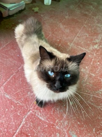 chat avec son carner de vaccin.