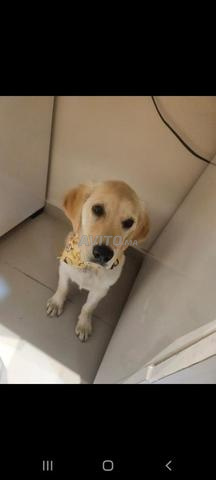 golden retriever puppy - 2