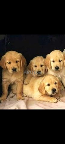golden retriever puppy