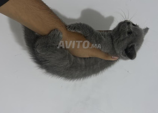 chatons Scottish Fold et straight 