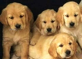 golden retriever chien 