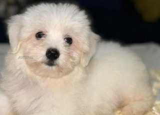 Bichon maltais chien