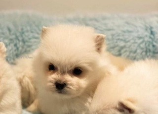 spitz nain chiot