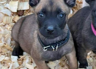 Malinois chien