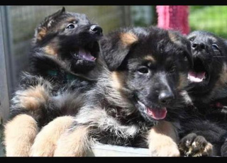 berger allemand chien