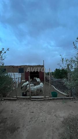 للبيع مزرعة مجهزة تجهيزا جيدا مع منزل - 2