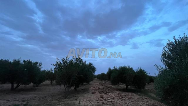 للبيع مزرعة مجهزة تجهيزا جيدا مع منزل - 2