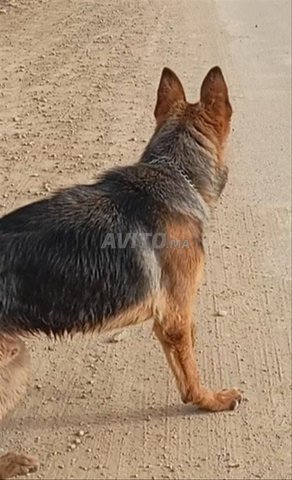 Berger allemand les parents pedigree 