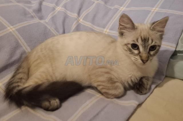 avenue harun erachid 20 août tanger  - 2