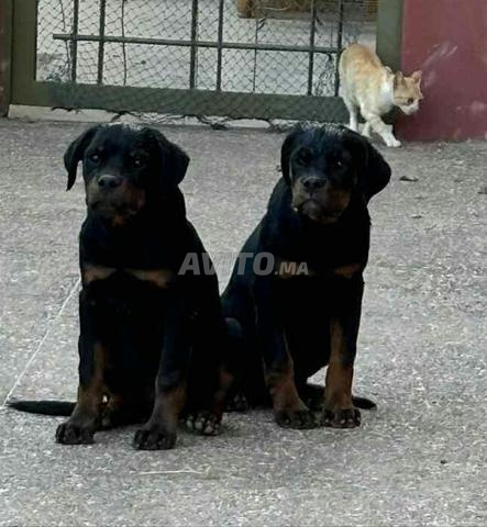 chiots rottweiler pedigree top - 2