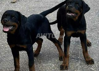chiots rottweiler pedigree top