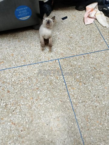 chat siamoi
