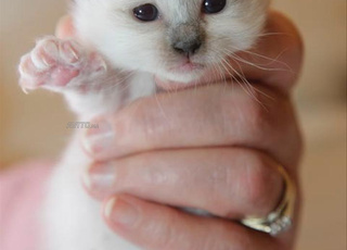 chatte bébé siamois hamallaya