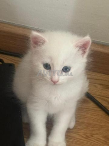 chatte bébé siamois hamallaya - 2