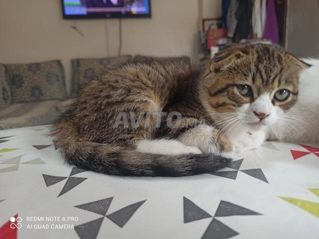 chat scottish pure race femmelle  - 2