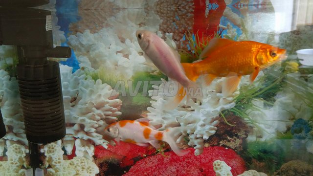 aquarium complet avec 3 poisson