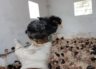 الكروازي أفضل كتكوت الكروازي 