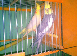 couple oiseaux calopsitte 