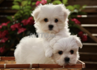 bichon maltais toy